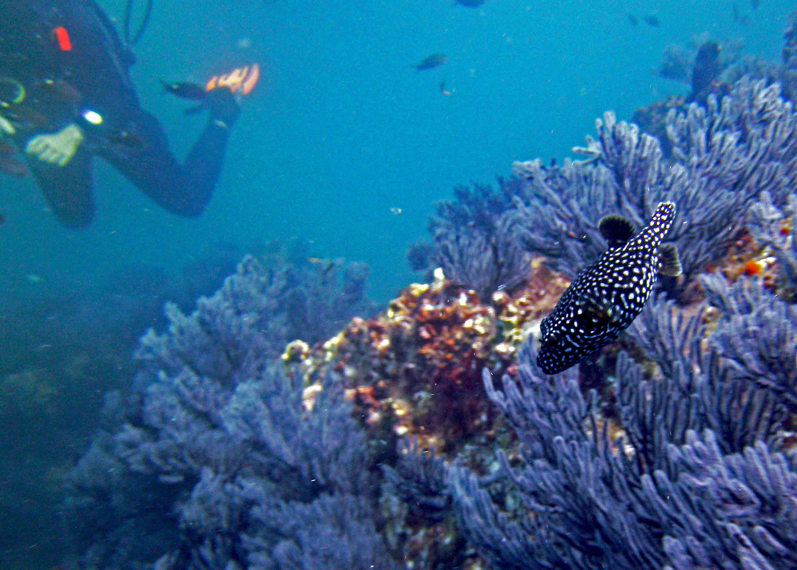 Ginea Fowl Puffer @ Sea Of Cortez