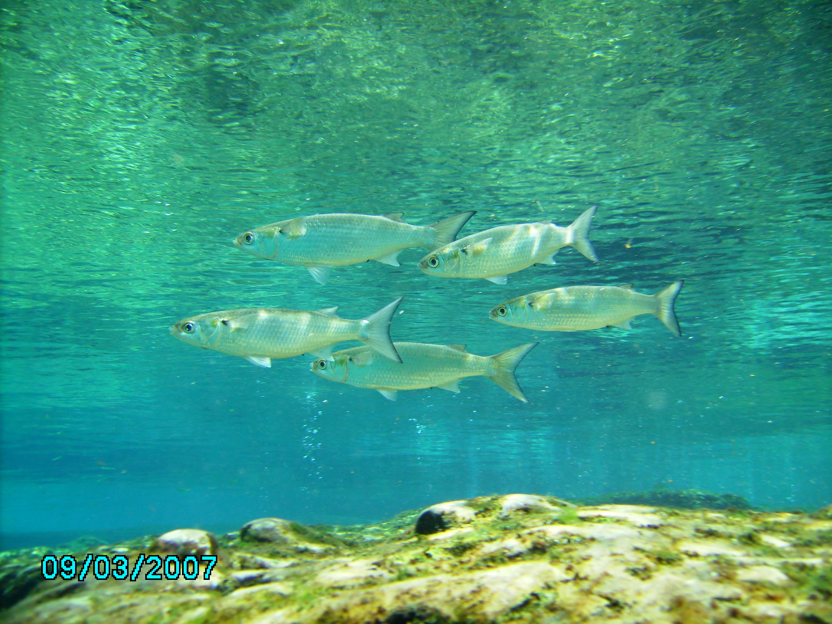 Ginnie Springs