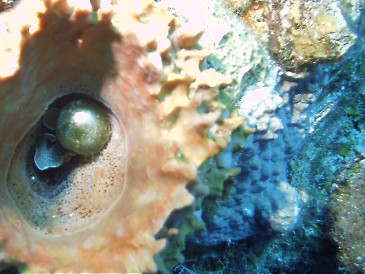 Glass Ball algae in Sponge