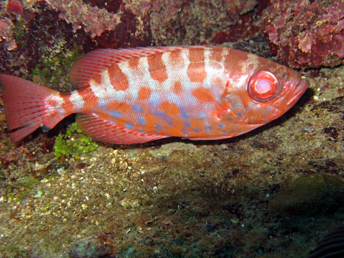 Glass eye Snapper