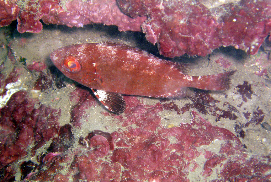 Glass Eye Squirrelfish