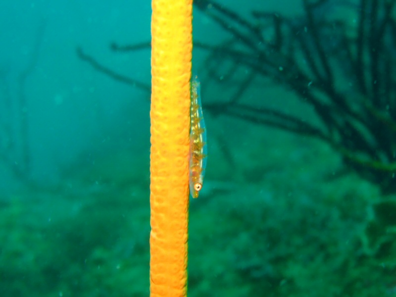 Glass Goby