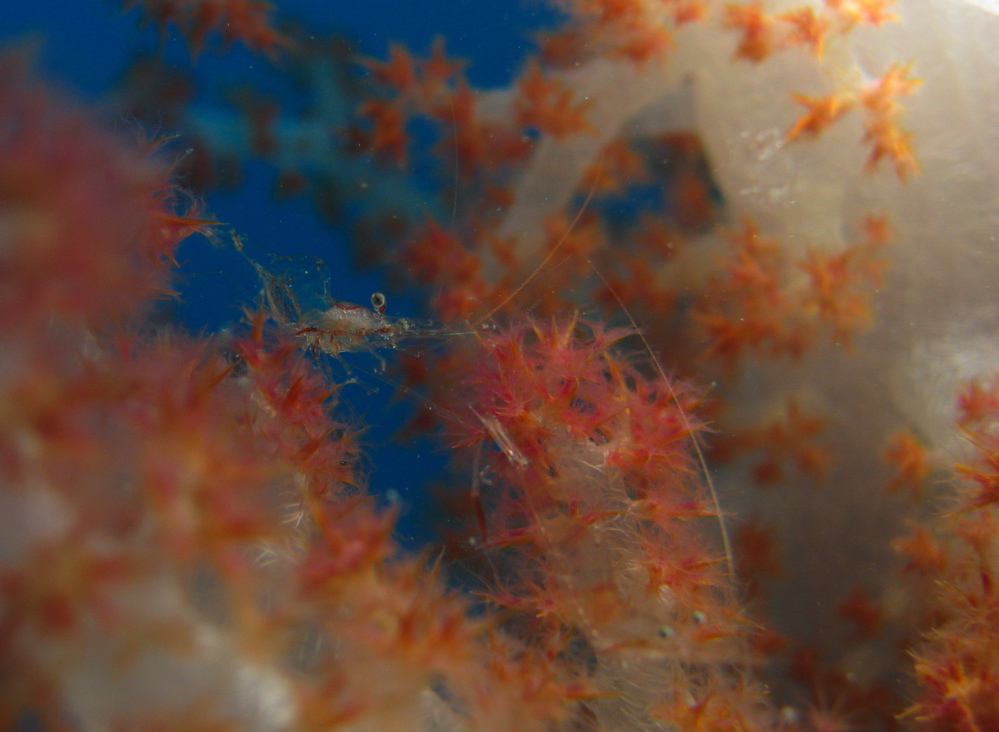 Glass shrimp on Soft coral