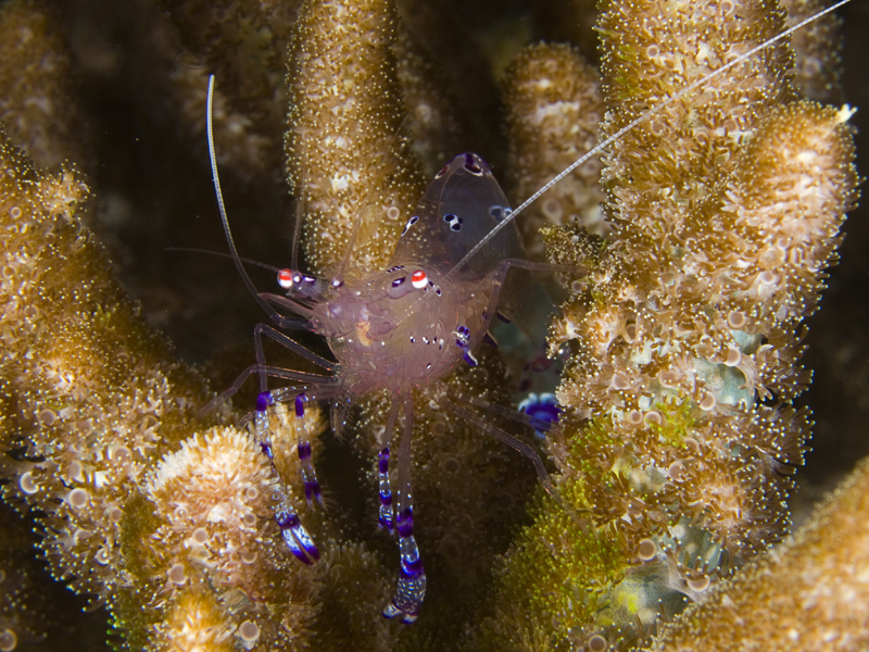 glass shrimp