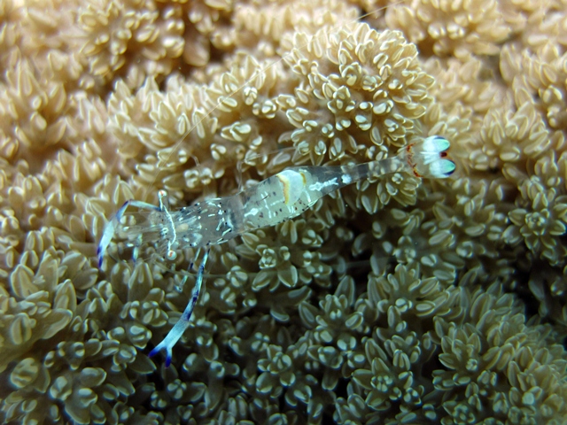 Glass Shrimp