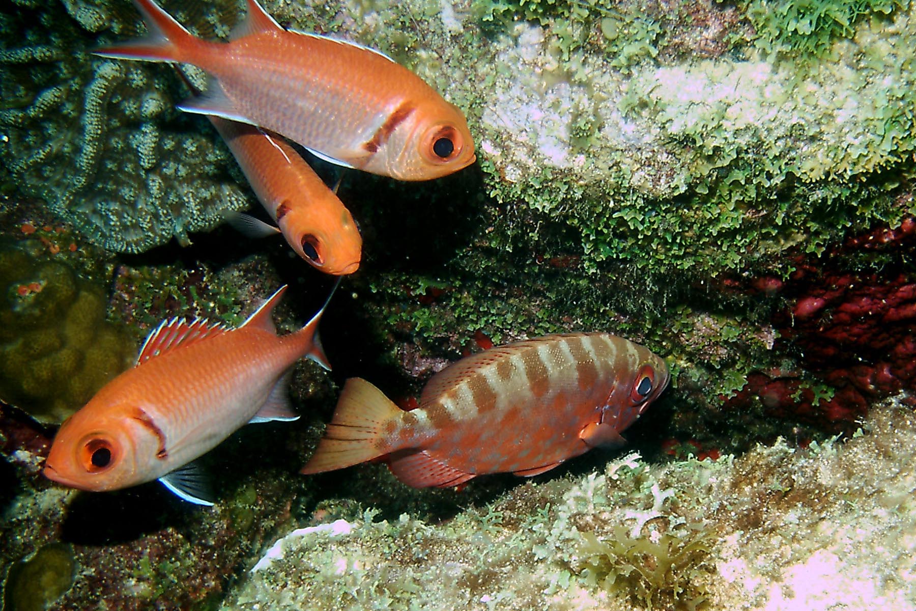 Glasseye Snapper with Blackbar Soldierfish