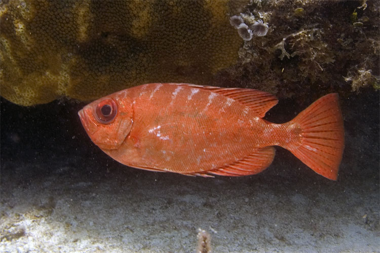 Glasseye Snapper