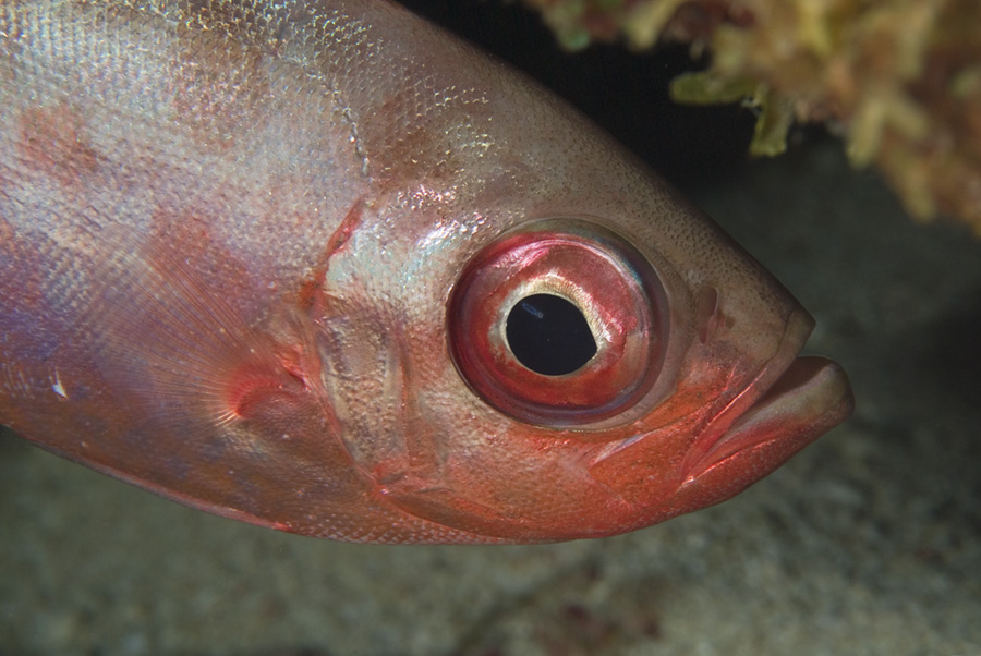 Glasseye Snapper