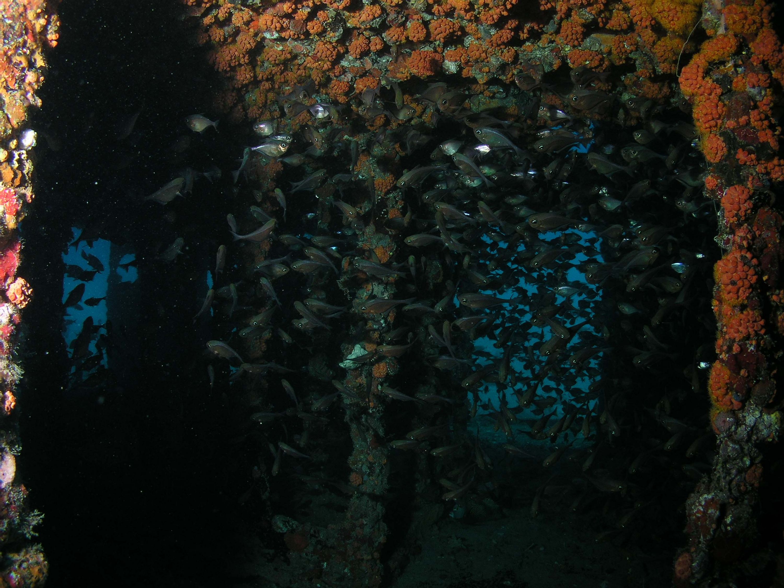 Glassfish in Wreck