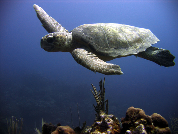 Gliding Turtle