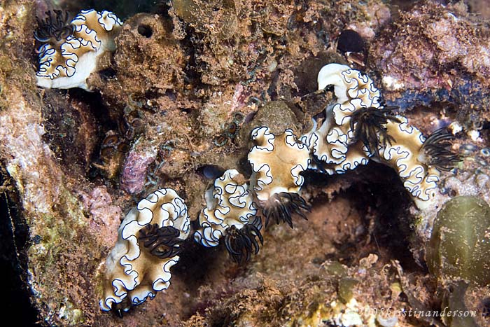 Glossodoris atromarginata group