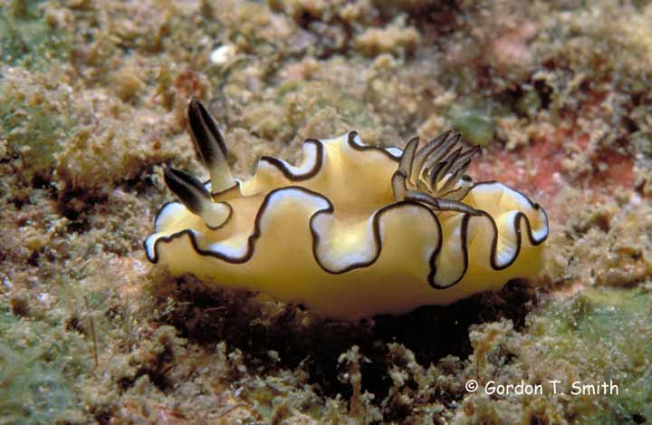 Glossodoris atromarginata