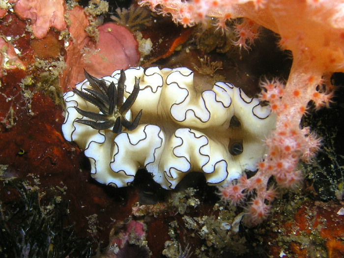 glossodoris atromarginata