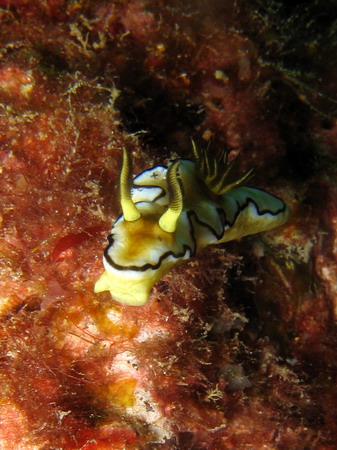 Glossodoris Atromarginata