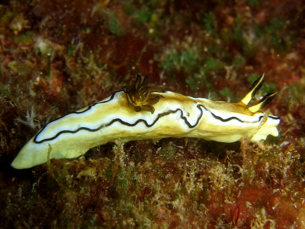 Glossodoris AtromarginataGlossodoris AtromarginataGlossodoris Atromarginata