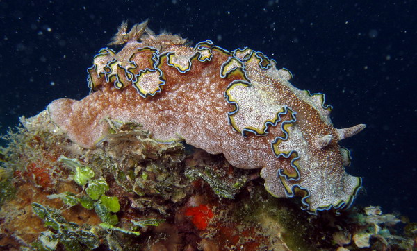 Glossodoris cincta