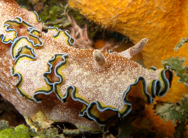 Glossodoris cincta