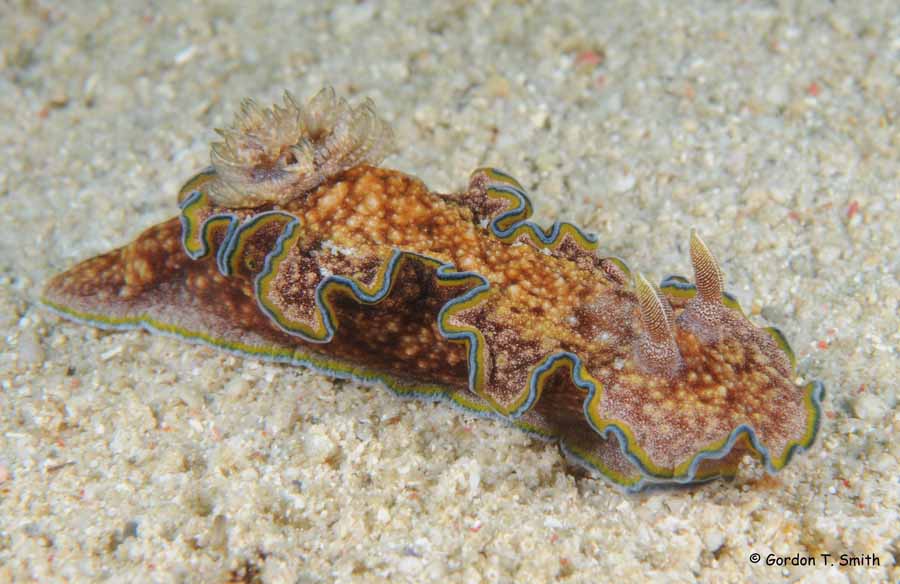 Glossodoris cinta