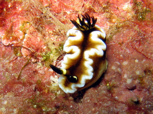 Glossodoris Dendrobranchia