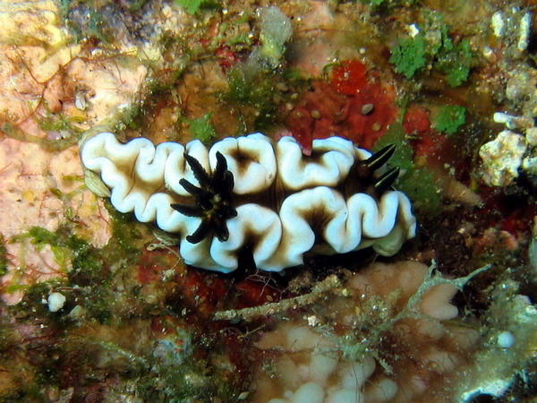 Glossodoris Dendrobranchia