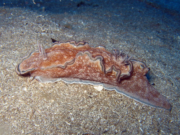 Glossodoris Hikuerensis