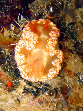 Glossodoris symmetricus