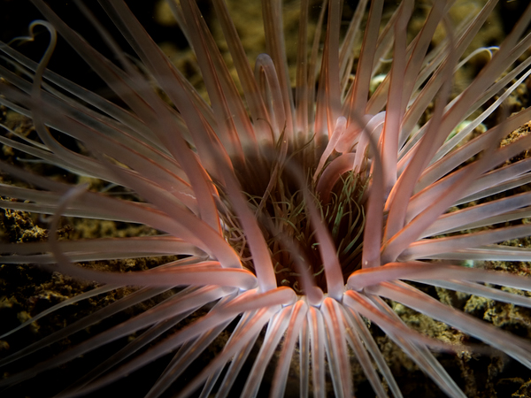Glowing tube anemone at night