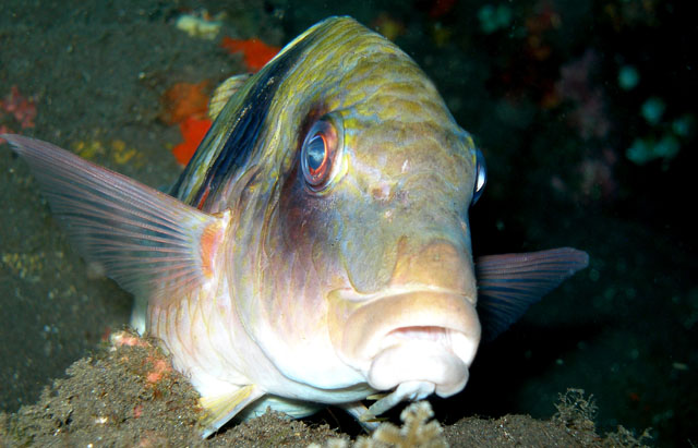 Goatfish (Parupenus bifasciatus)