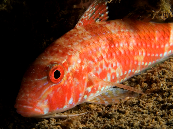 Goatfish redeye special