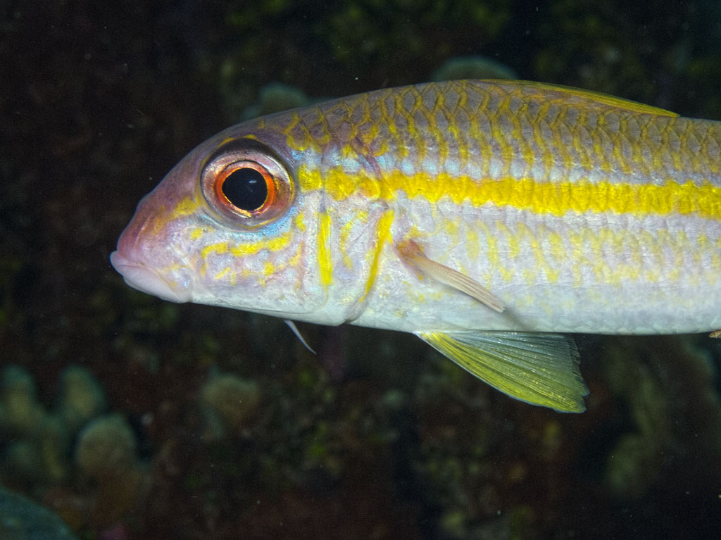 Goatfish