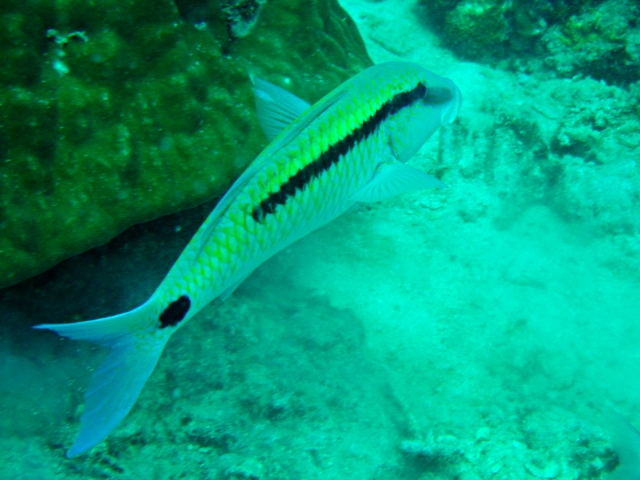 goatfish