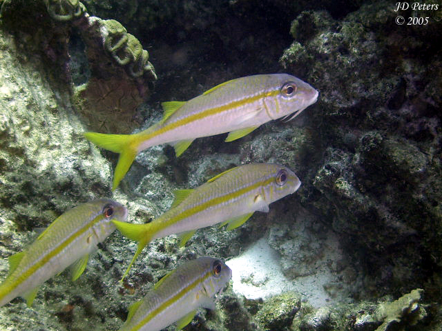 Goatfish