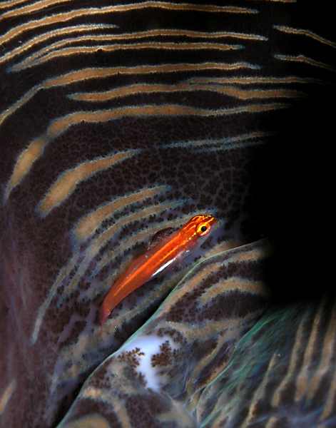 Gobie in a Giant Clam