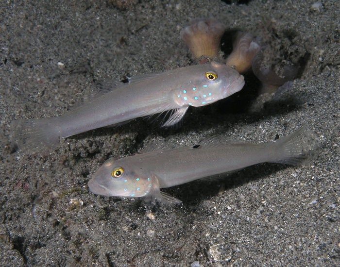 Gobies