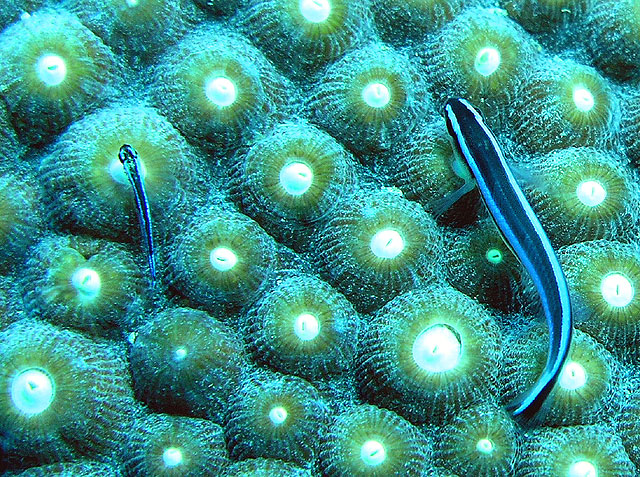 Goby and Mini-goby