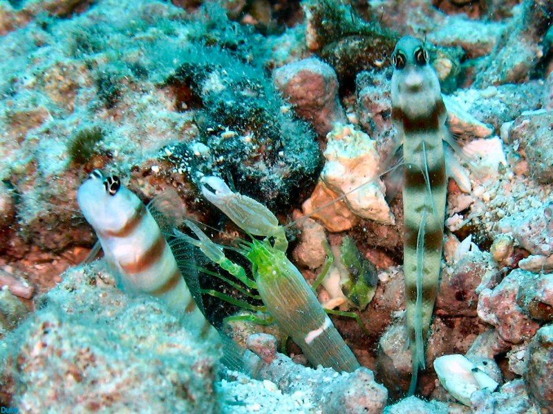 goby and shrimp