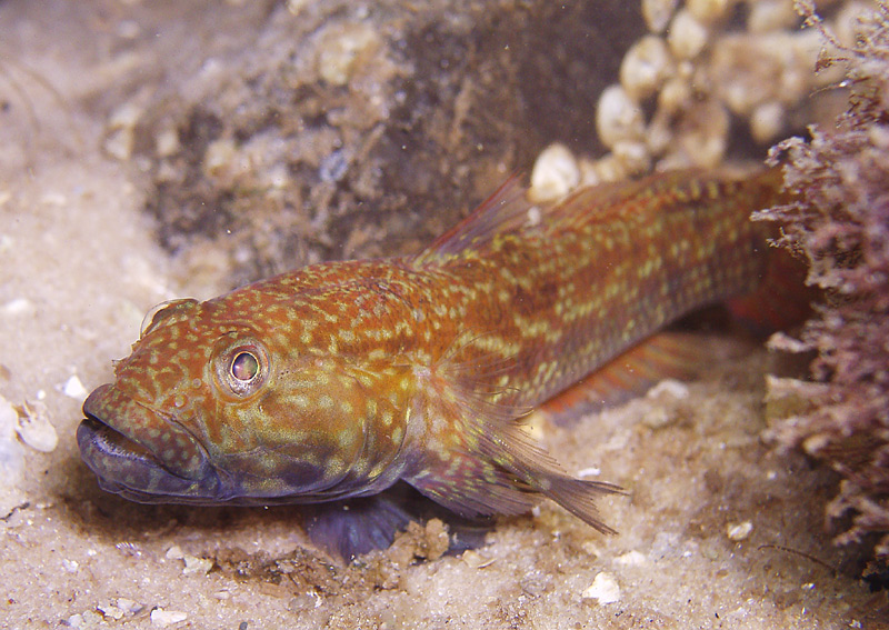 Goby - Destin Jetties