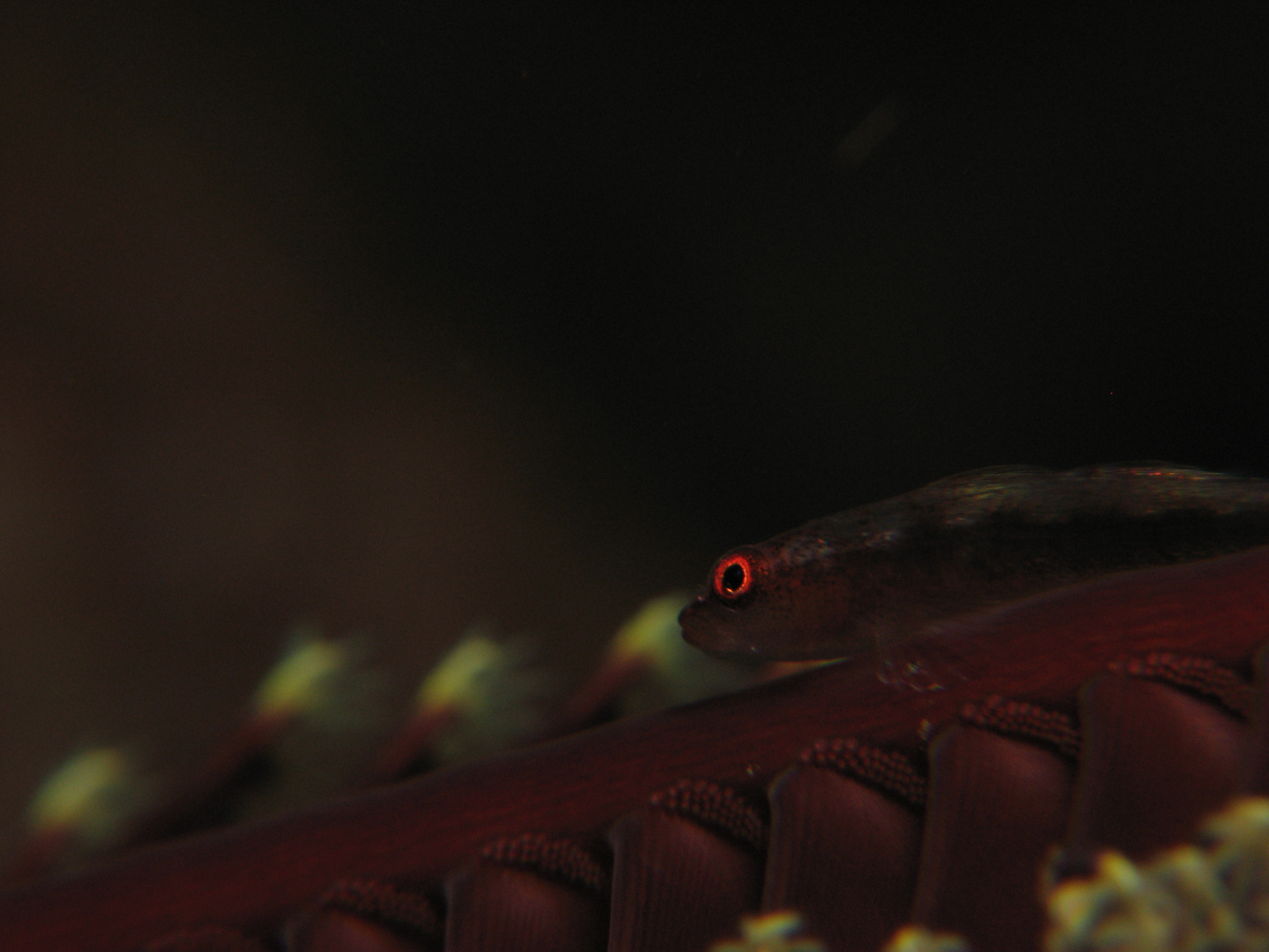 Goby on a Sea Pen