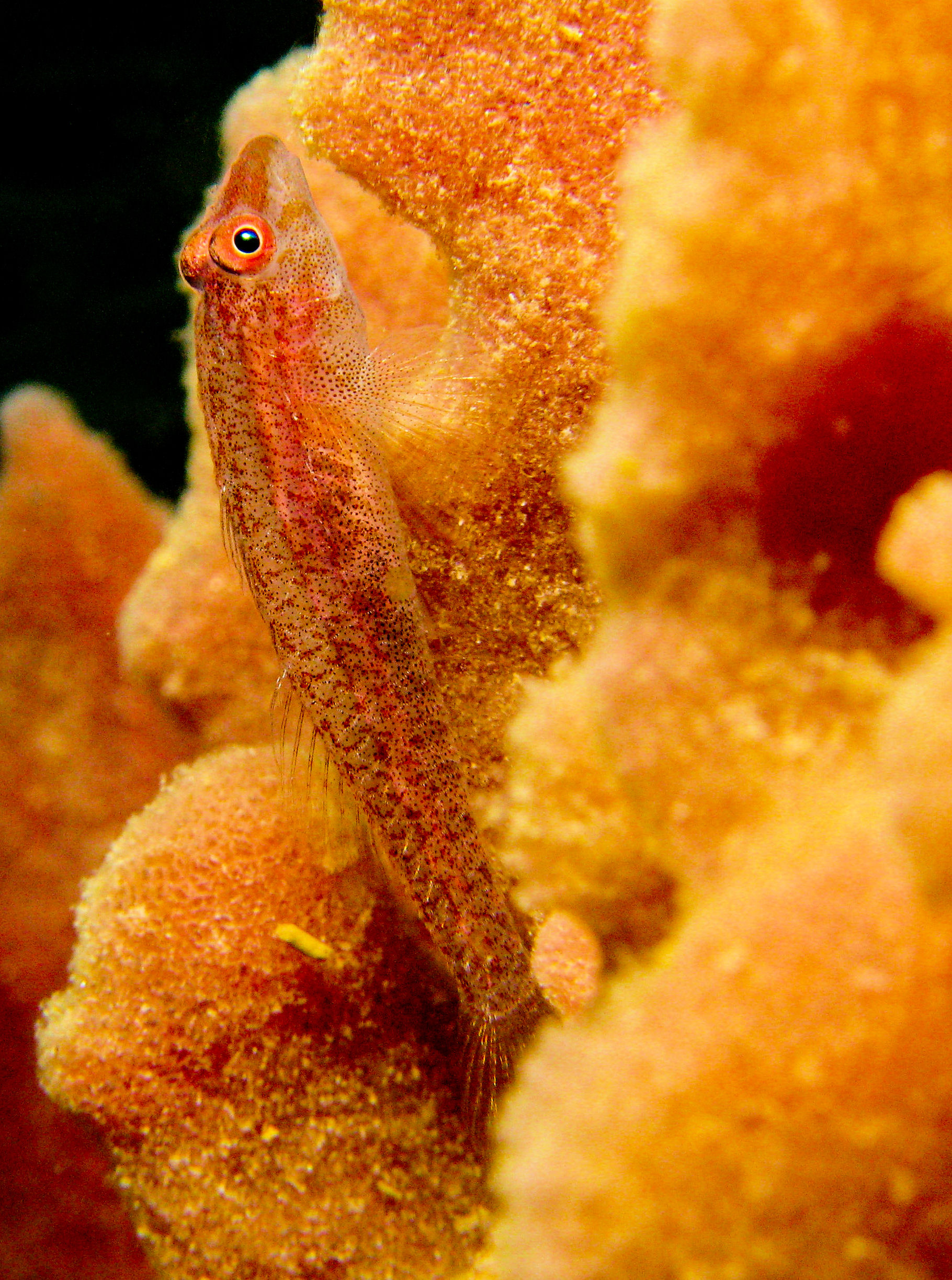 Goby on barrel sponge