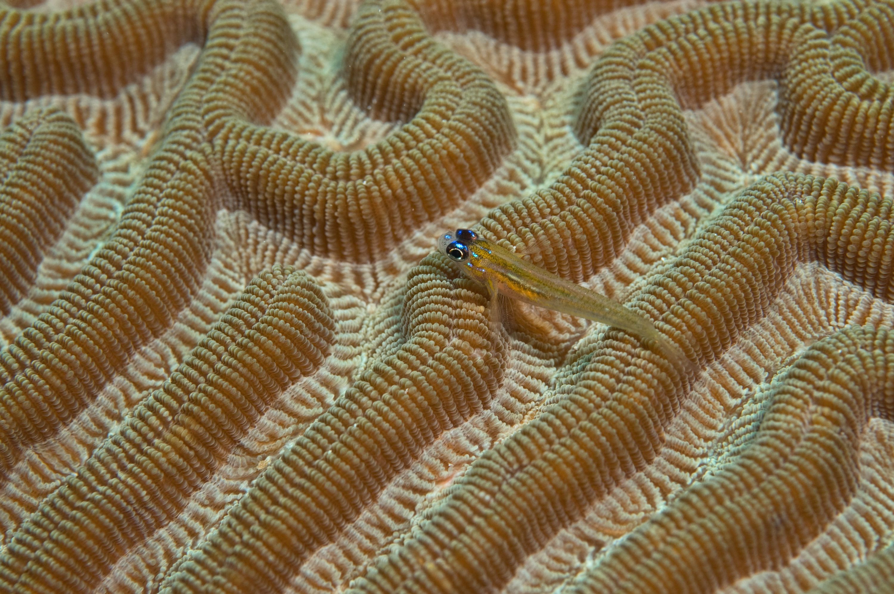 Goby on Brain coral