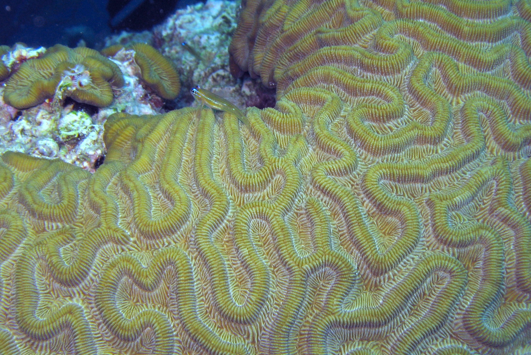 Goby on Brain Coral