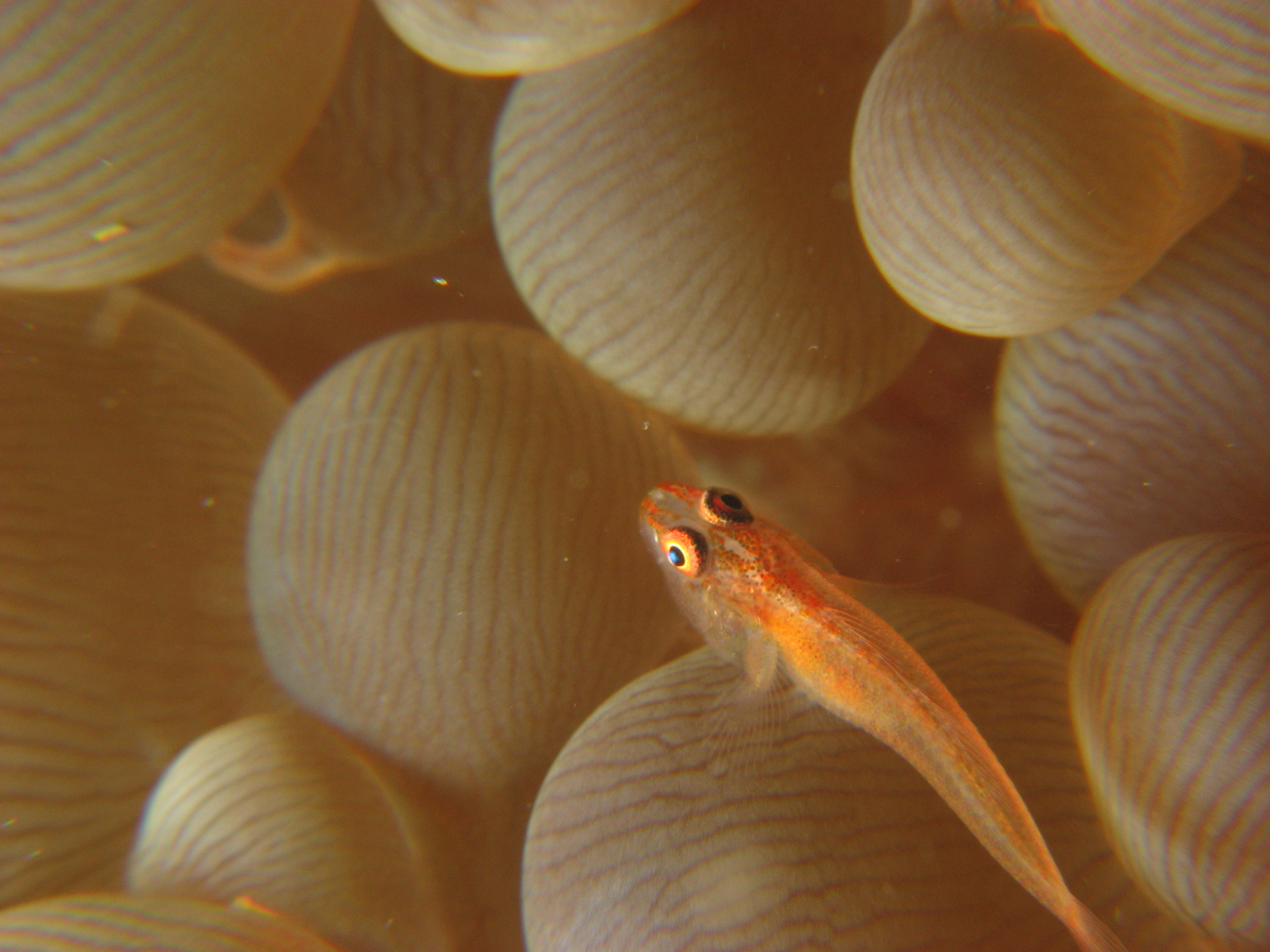 Goby on Bubble Coral