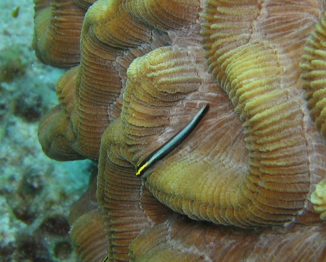 Goby on coral