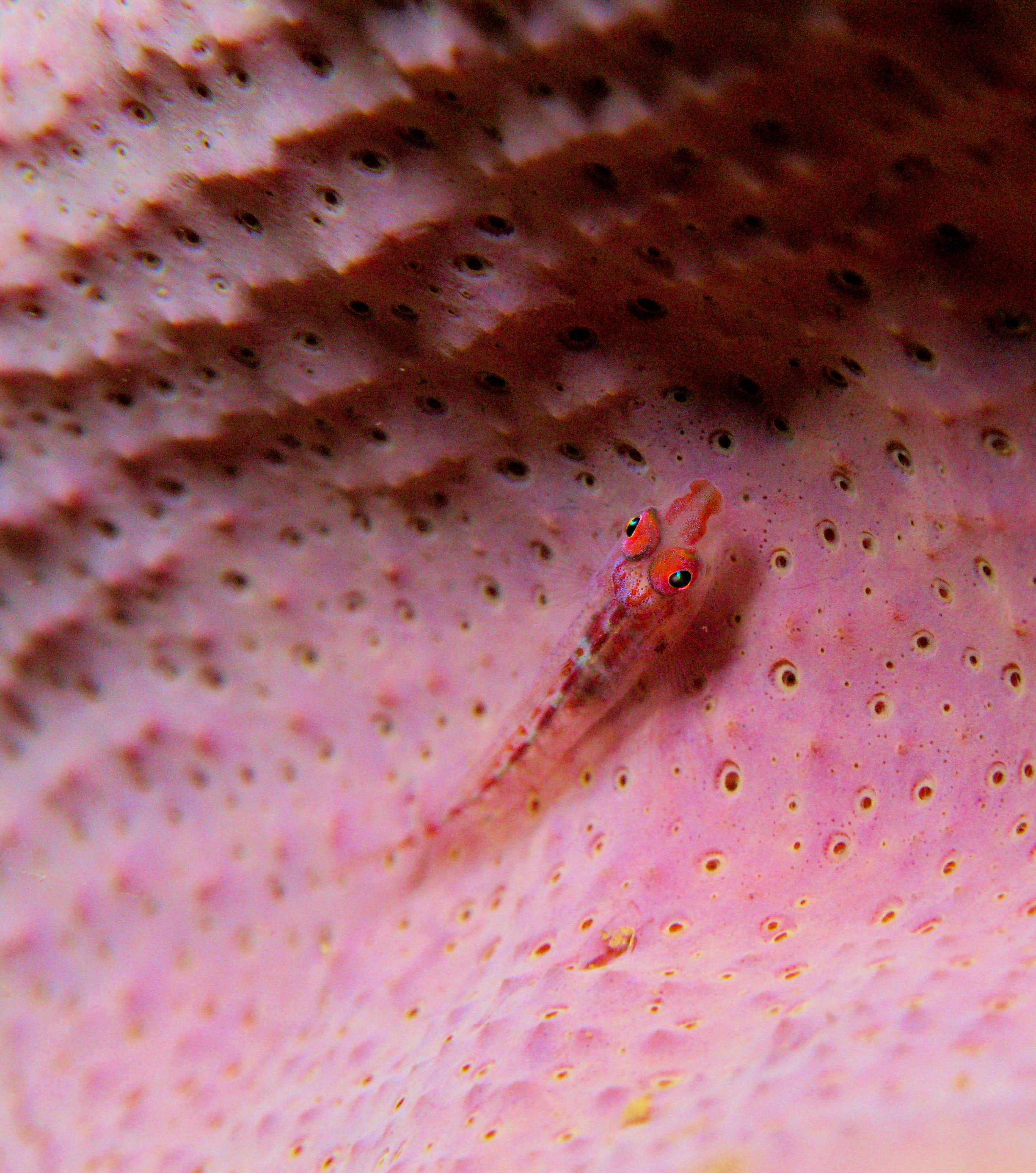 Goby on elephant ear sponge