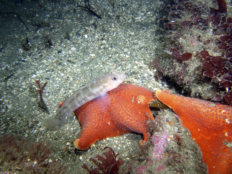 Goby on starfish