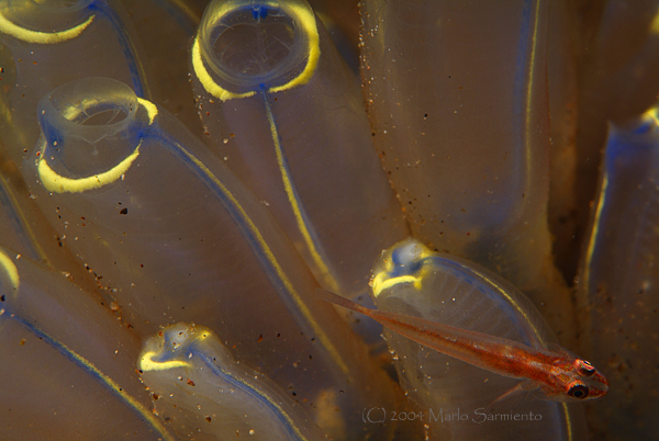 Goby on Tunicate