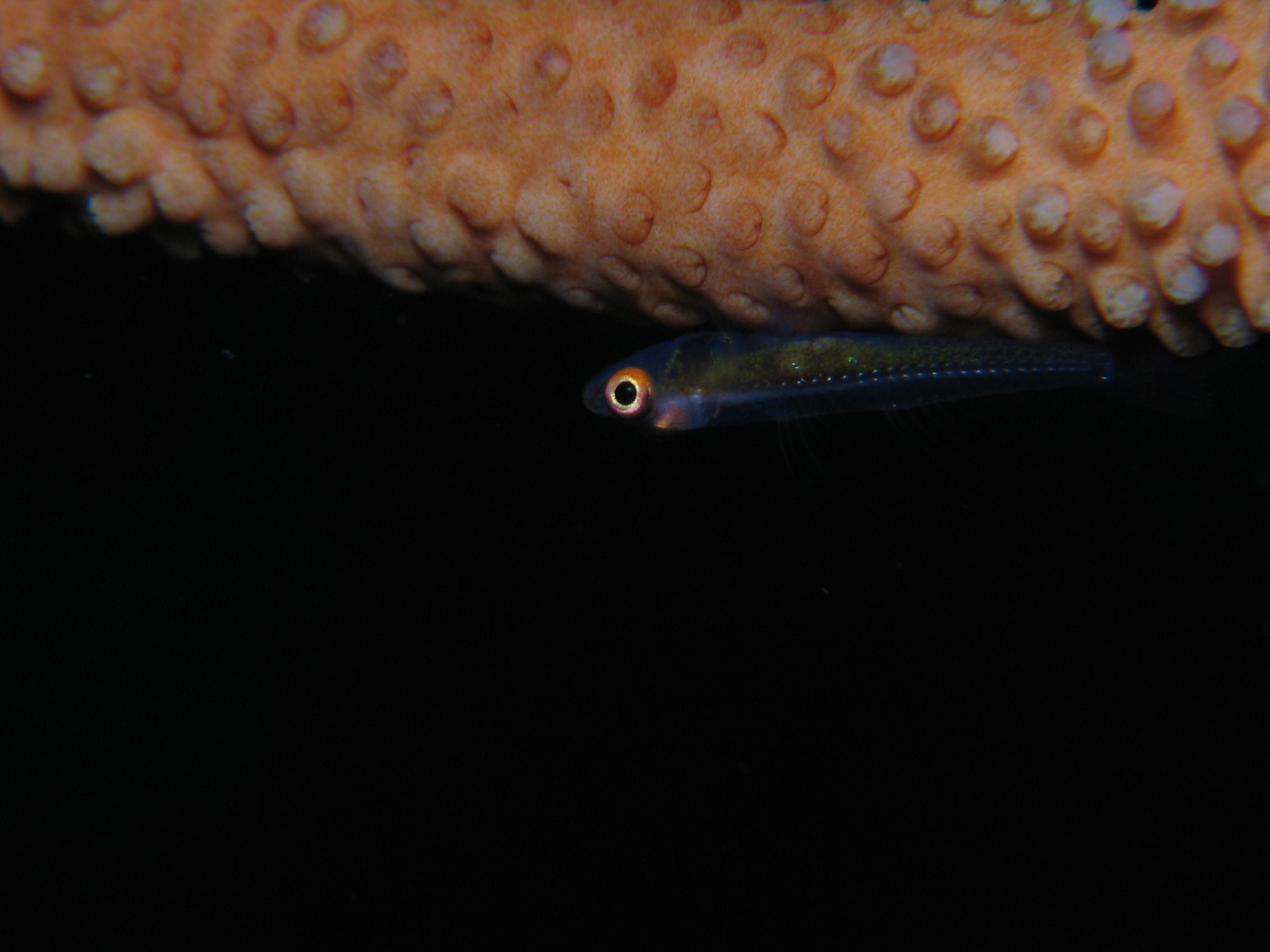 Goby on Whip Coral