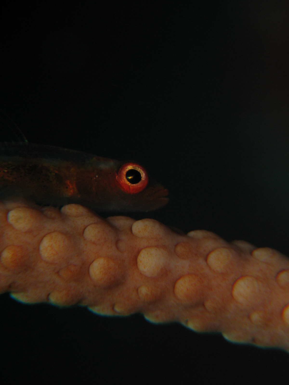 Goby on Whip Coral