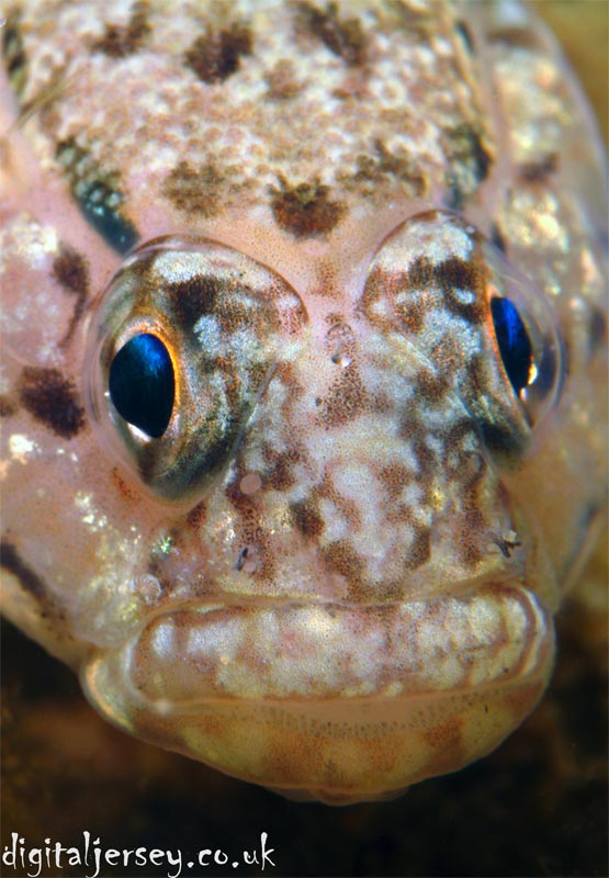 Goby Portrait