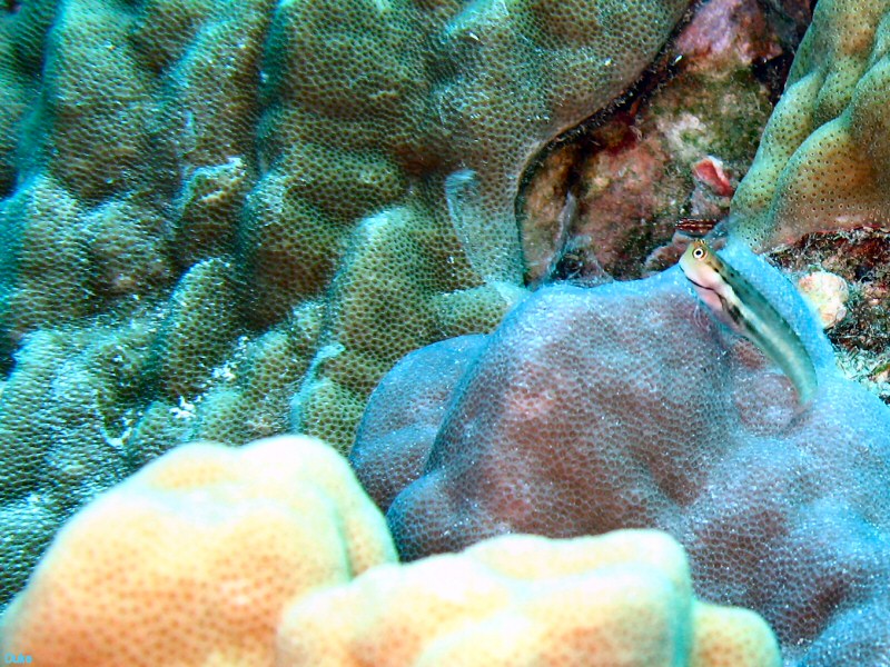 Goby sitting on his perch